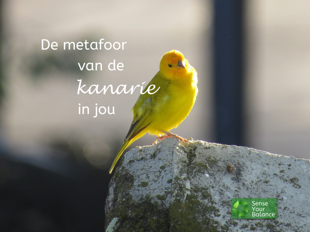 De metafoor van de kanarie - Sense Your Balance